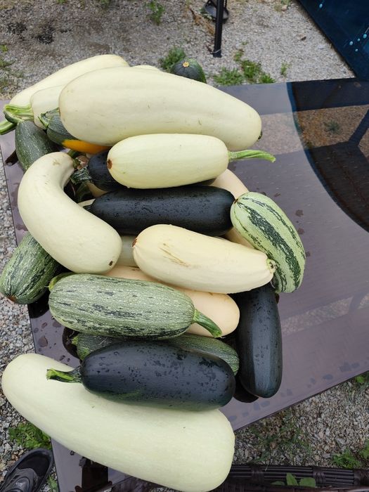 Продам дачные кабачки