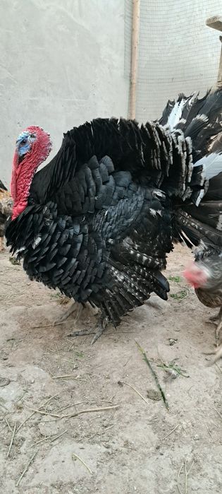 1 yillik  uyda boqilgan Induk sotiladi