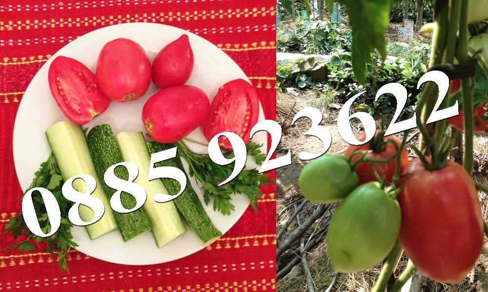 100+ Био Семена Селски Сортове Домат Краставици Тютюн Люти Чушки +ДАР