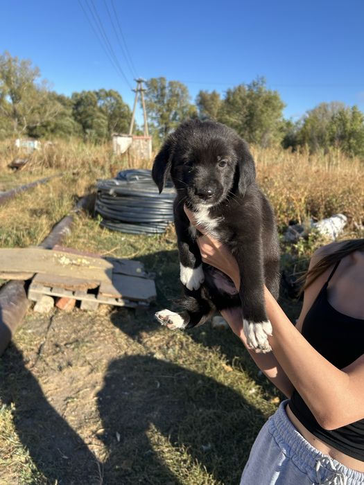Щенята в добрые  руки