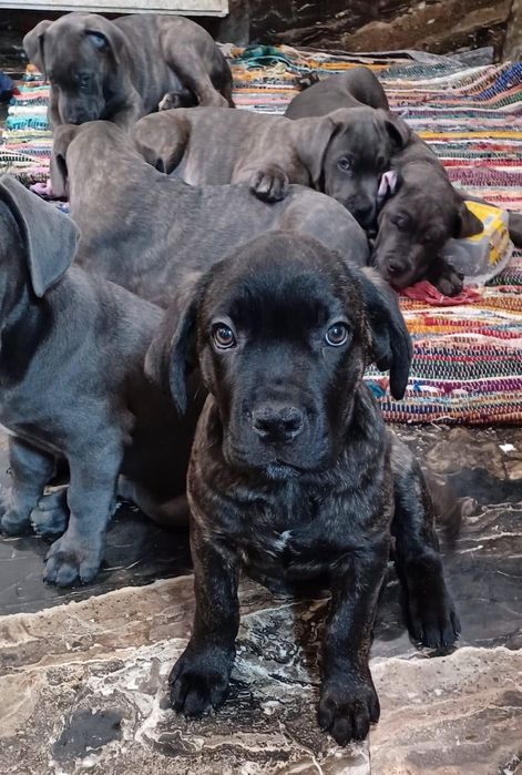 Vând cățel rasa Cane Corso