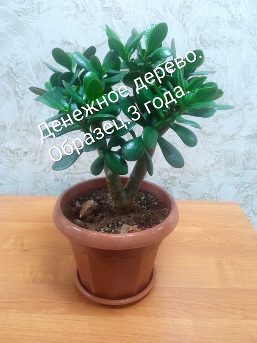 Продам комнатные цветы