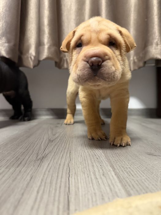Shar Pei dragalasi
