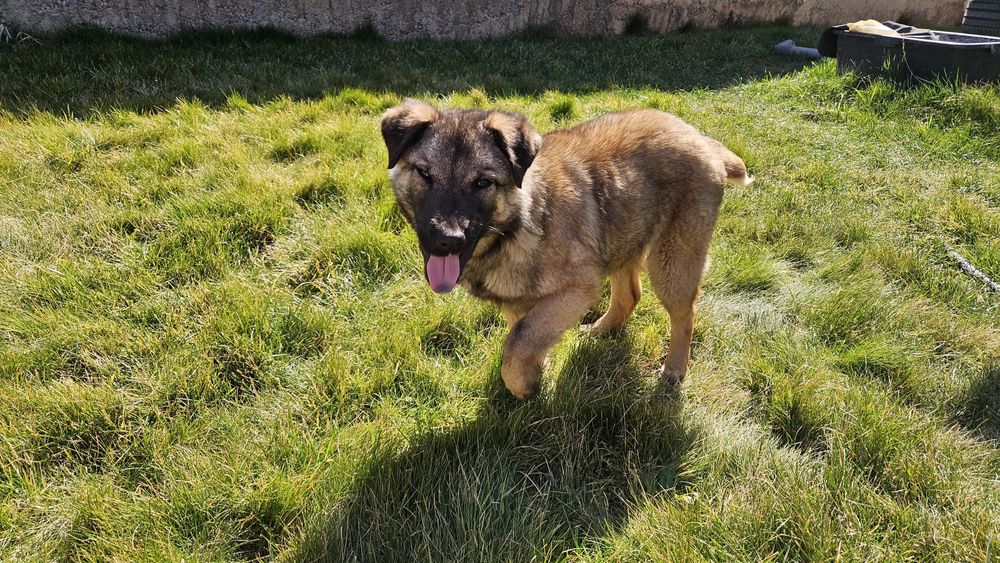 Това прекрасно момче търси дом