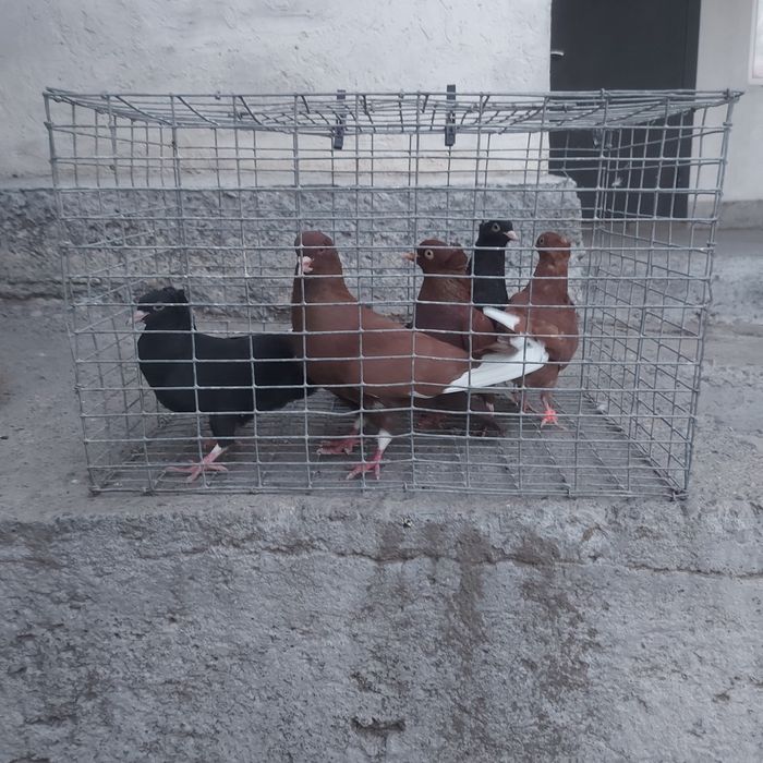 Американцы  6штук  22000тг