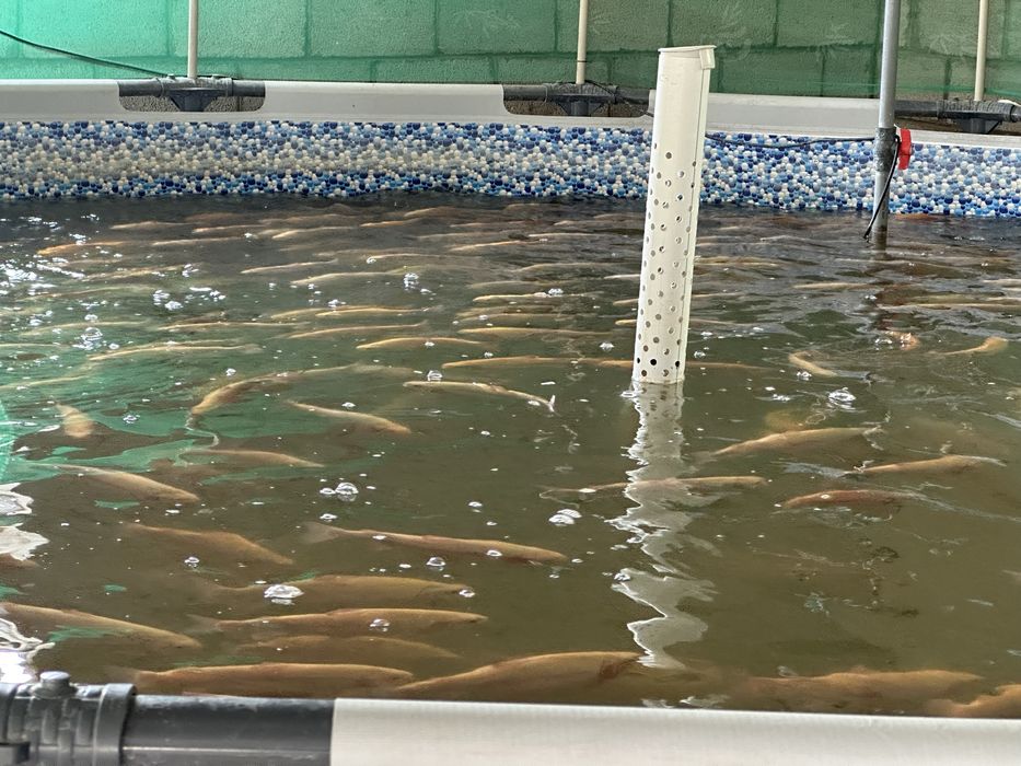 Форель янтарная, радужная