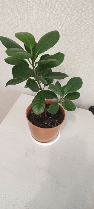 Фикус мокламе (миллионерша)