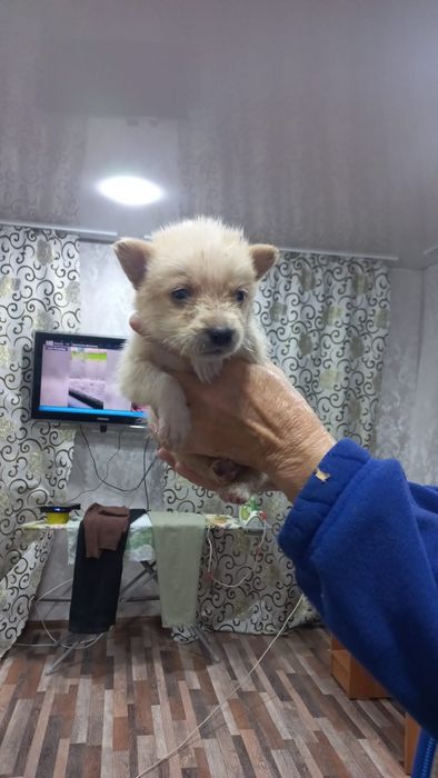 Отдам щенят в добрые руки