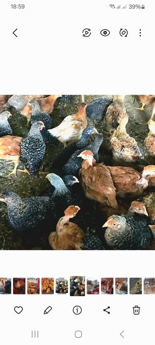 Pui din prima serie 2026