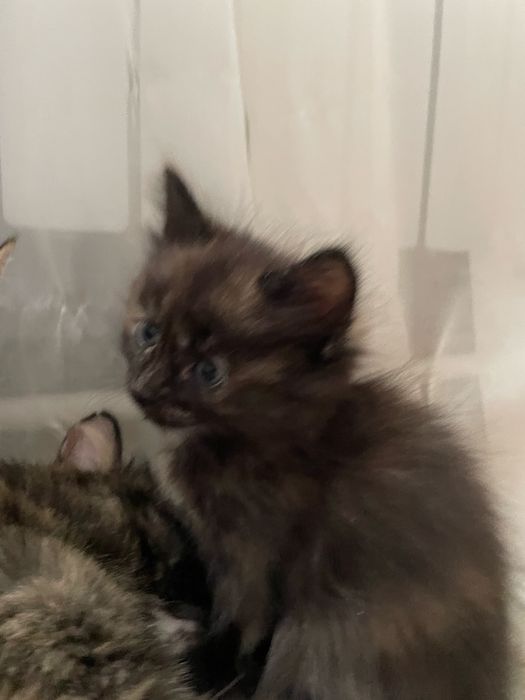 Отдаем котят бесплатно