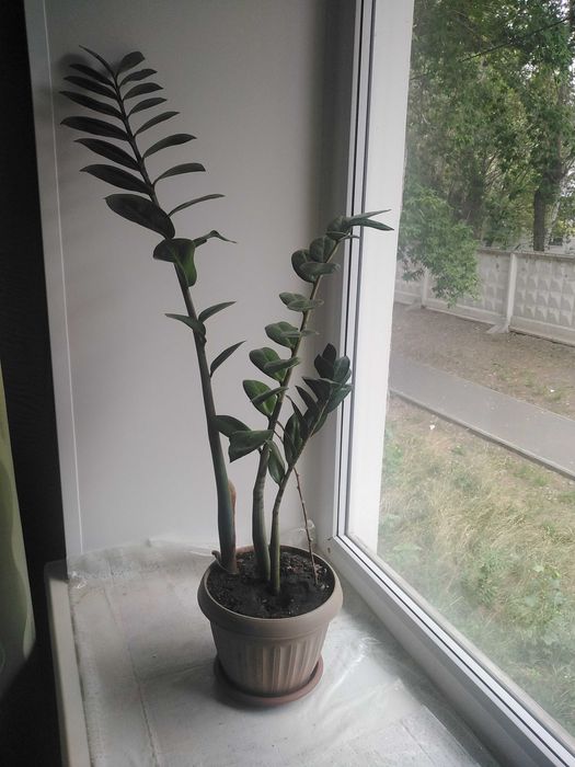 Продам комнатный цветок Замиокулькас (в народе — Долларовое дерево).