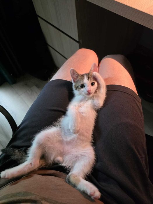 adoptie Charlie