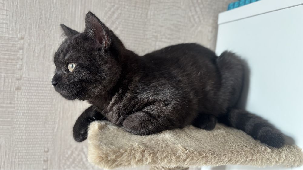 Котенок скоттиш страйт