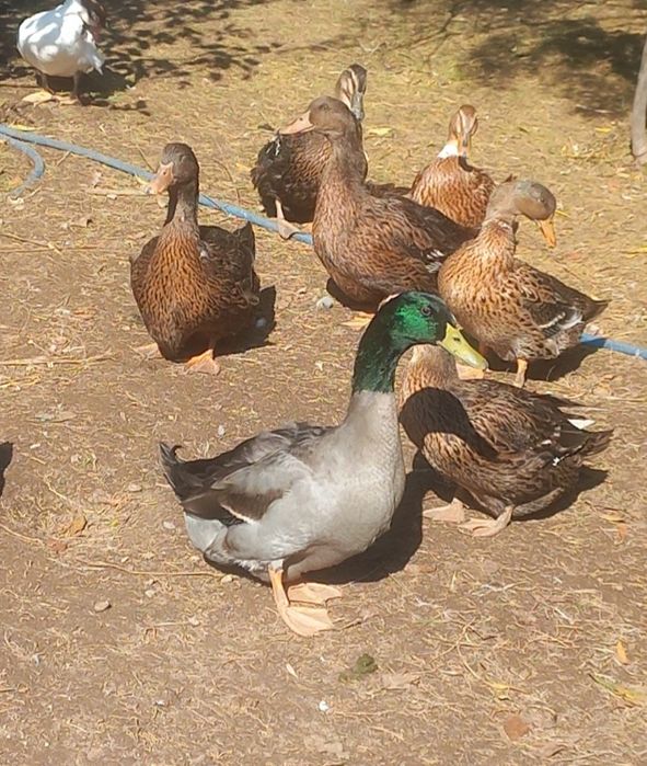 Утиные яйца сатам