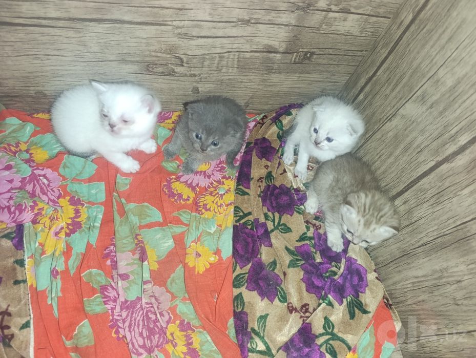 Шотландские котята