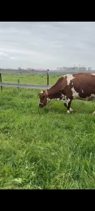 Продаю дойных коров