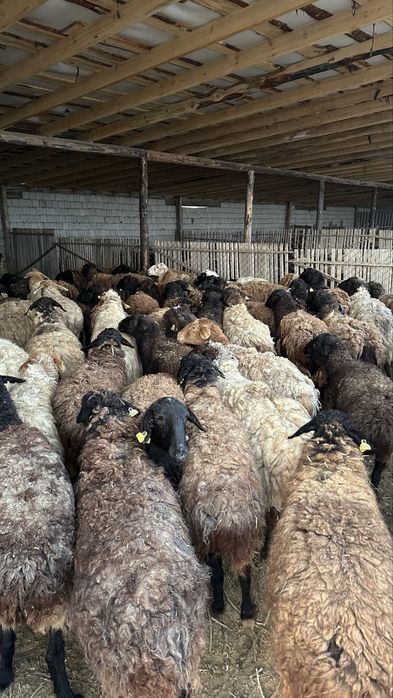 Саулық қойлар.