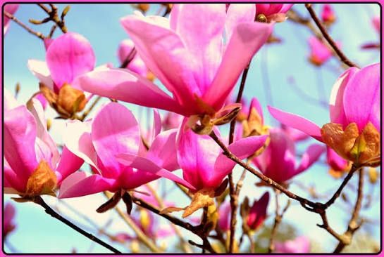 Magnolia Rustica Ruba -Roz închis
