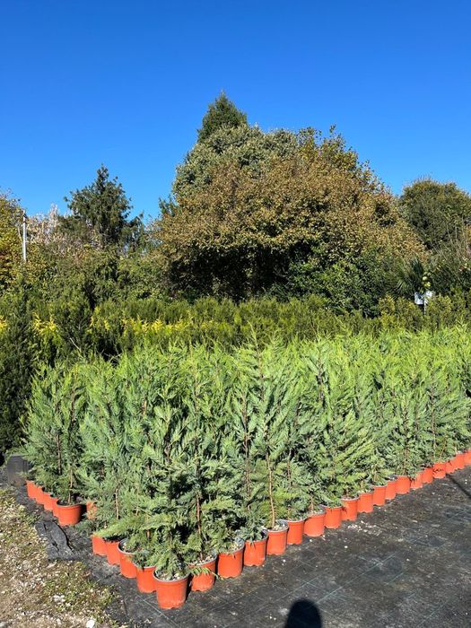 Leylandii chiparos . PEPINIERA FLORESTI ..
