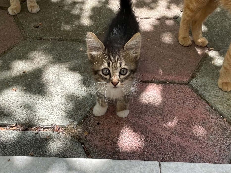 Подаряваме котенца