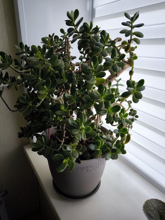 Денежное дерево крассула (толстянка)