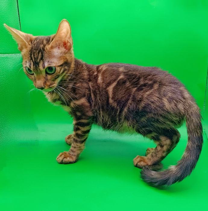 Бенгальский котик