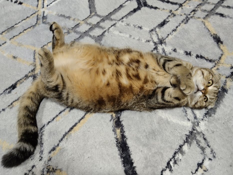 Кошка скоттиш фолд со всеми принадлажностьями