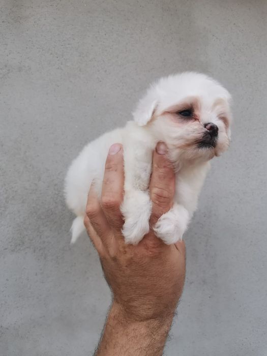 Băiețel frumușel de rasa pura bichon Maltez mini