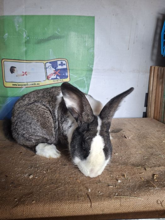 Mascul hycole francez