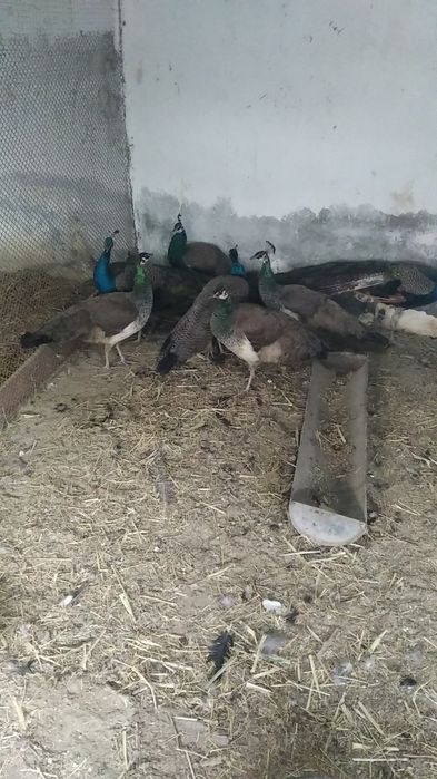 Товуслар сотилади