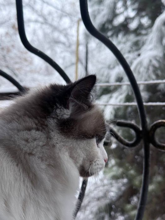 Mushuk sotiladi srochna Regdoll zotidan 1ga 1 arzonga