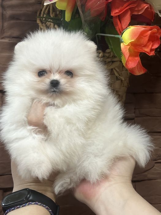 Продаётся девочка шпиц