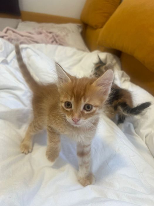 Подарявам котенца турска ангора