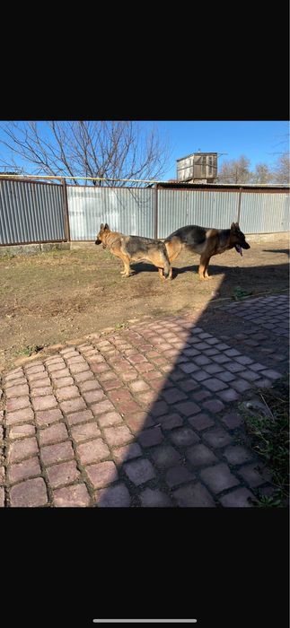 Продается щенок немецкой овчарки МАЛЬЧИК