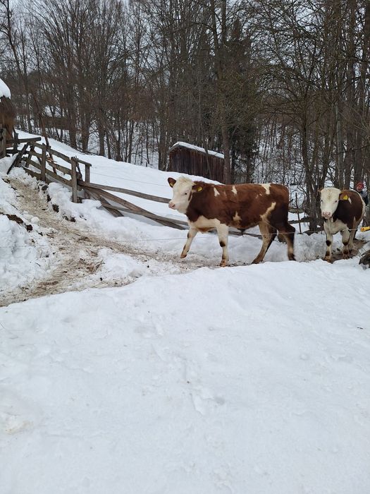 Tăurași pereche de vânzare
