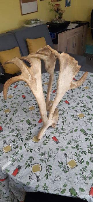 Северен елен рядък ловен трофей