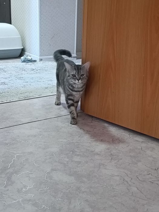 Британская короткошёрстная кошка