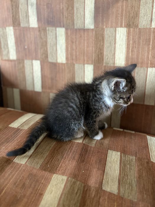 Котята 1,5 месаца