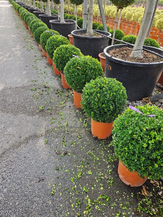 Buxus. Lorupetalum. Eunimus.