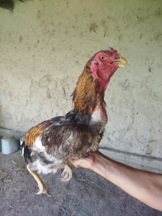 Qoni toza O shamo pixchi  xo'rozi  sotiladi.