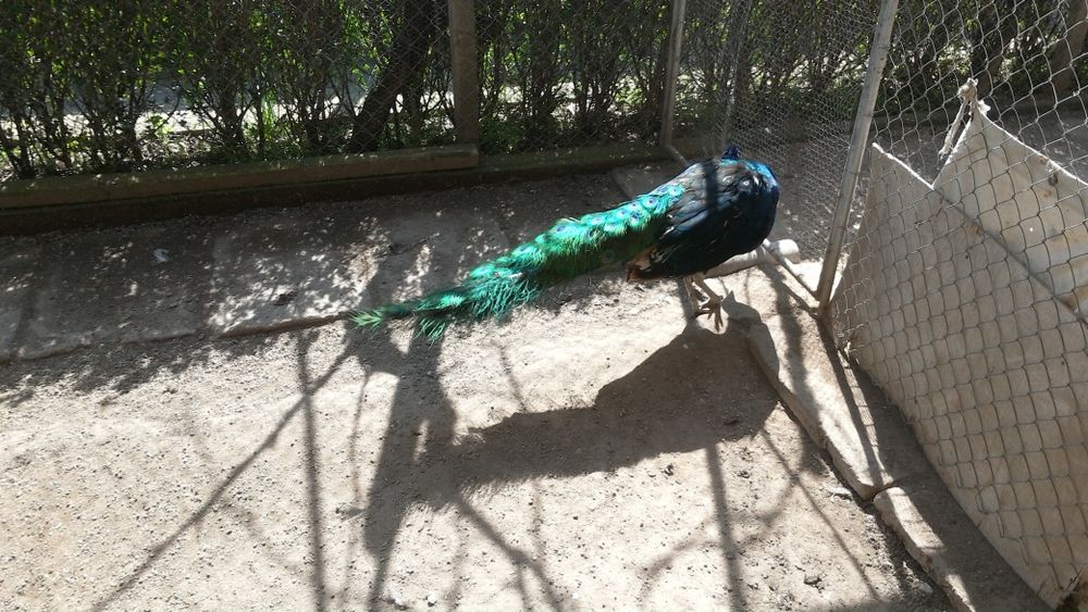 Чернокрил паун на 5 години