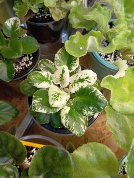 Излишки сортовых фиалок и торф