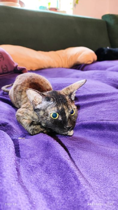 Сфинкс , велюровый.