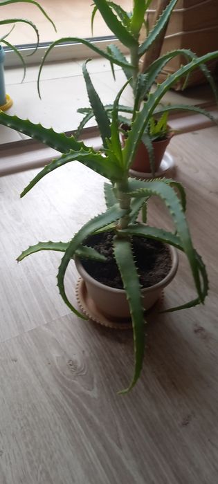 Алоэ 3-летний лечебный