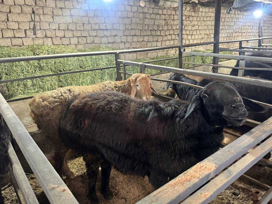 Qochqor qoy. Курбонлик ва насил олиш учун кучкорлар мавжуд