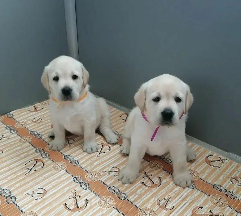 Малышата Ретривераа