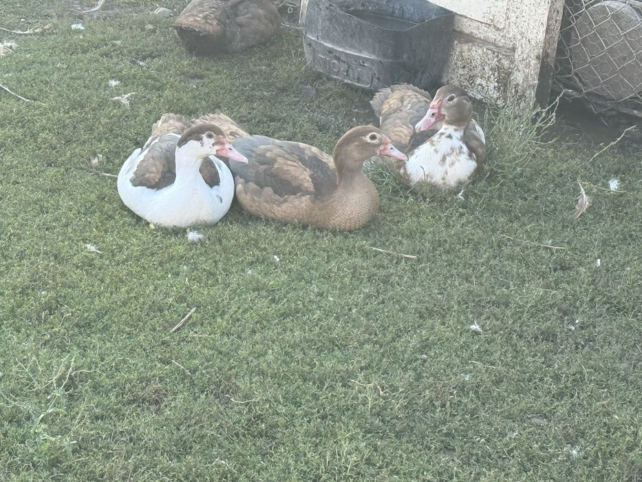 Rate lesesti si gaini de rasa