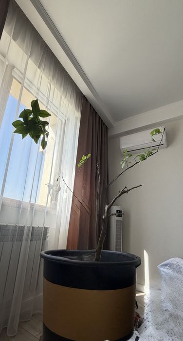 Дерево лимон плодоносит в хорошем состоянии