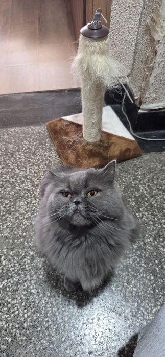 Британска дългокосместа