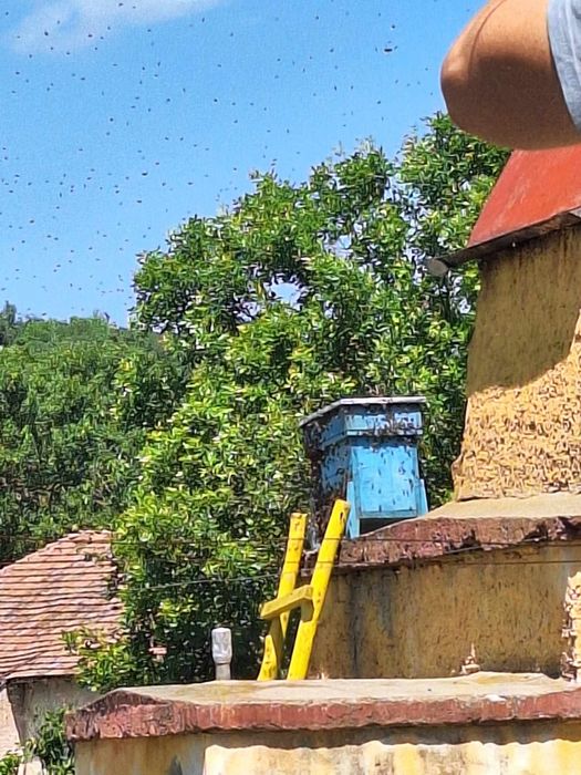 ЕвоРой - примамка за пчелни рояци